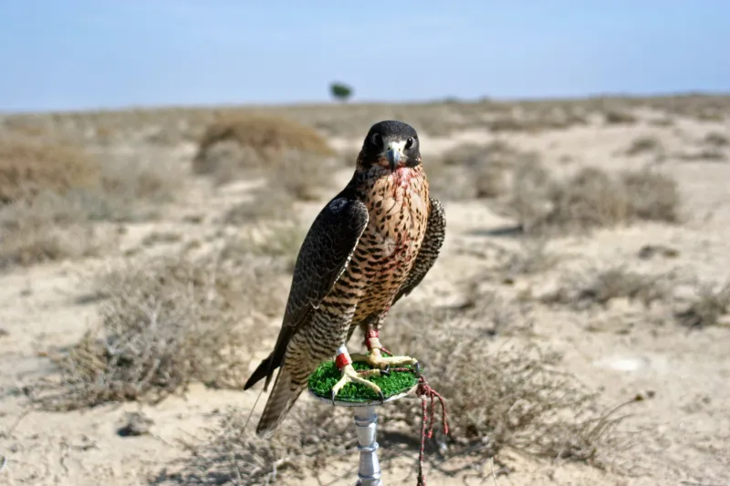 فيديو| ولي العهد السعودي أثناء قضاء وقته في صيد الصقور