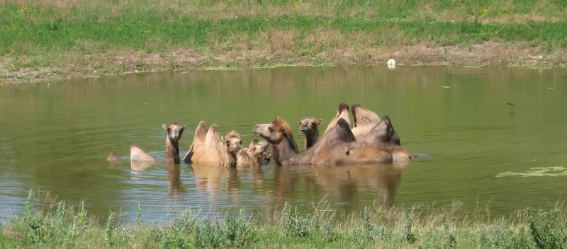 فيديو| جمال تنجرف جراء أمطار الرياض