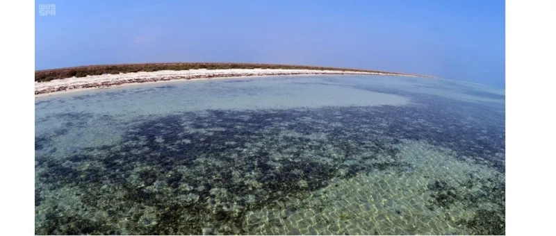 هذه الصور بالسعودية جزر البرك ترسم لوحات خلابة بالماء والطير والمرجان