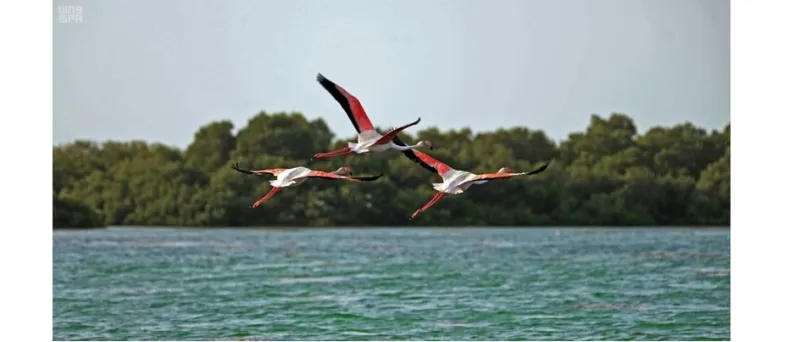 هذه الصور بالسعودية جزر البرك ترسم لوحات خلابة بالماء والطير والمرجان