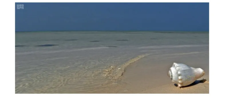 هذه الصور بالسعودية جزر البرك ترسم لوحات خلابة بالماء والطير والمرجان