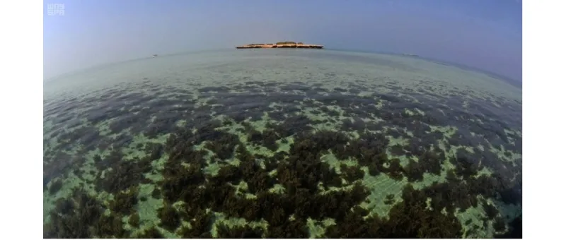 هذه الصور بالسعودية جزر البرك ترسم لوحات خلابة بالماء والطير والمرجان