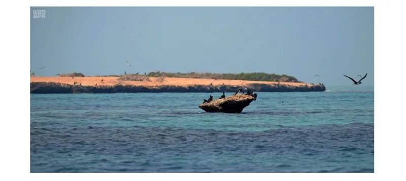 هذه الصور بالسعودية جزر البرك ترسم لوحات خلابة بالماء والطير والمرجان