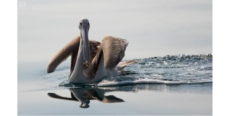 هذه الصور بالسعودية جزر البرك ترسم لوحات خلابة بالماء والطير والمرجان