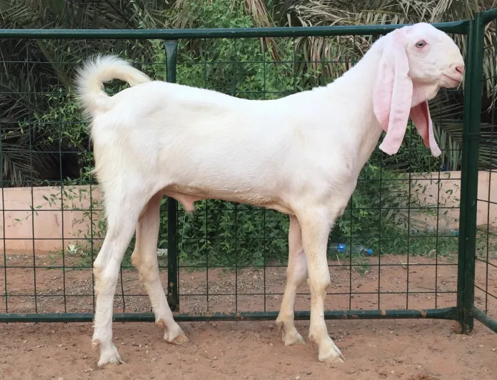 فيديو| تيس نادر في السعودية لن تصدق ثمنه