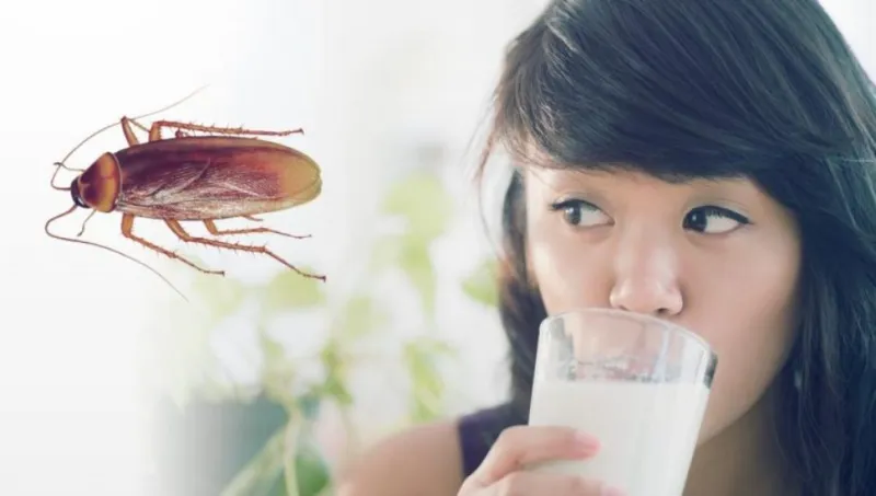 لا تصاب بالصدمة.. العلماء يوصون بتناول حليب الصراصير!