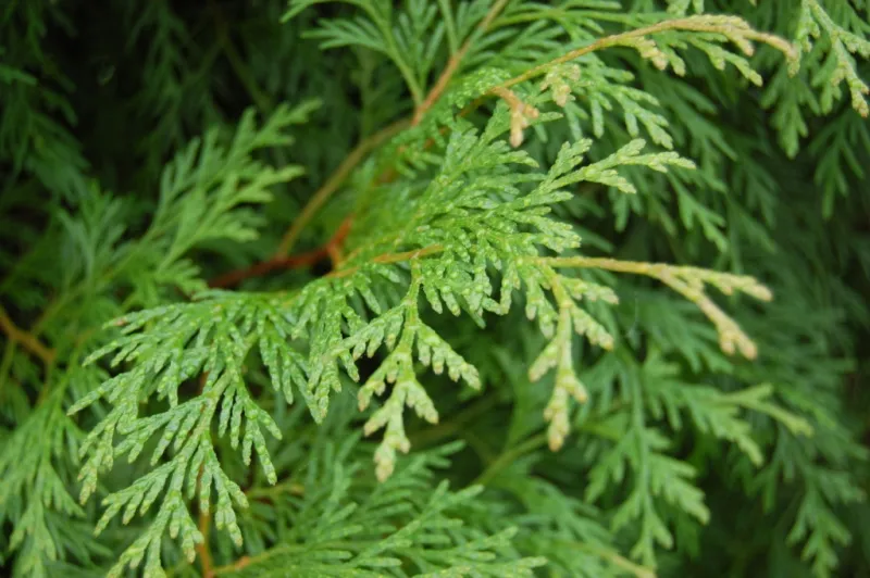 صانع العطور «إيف كاسار» يكشف أسرار عطر Pure Gold Euphoria (صور)