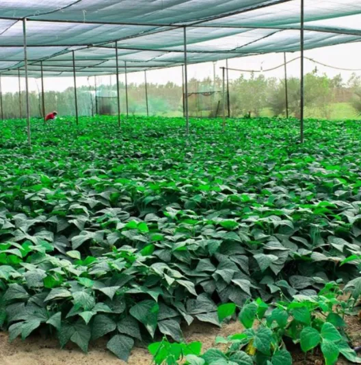 صور| مواطن حول أرضه الصحراوية لمكان جذب سياحي