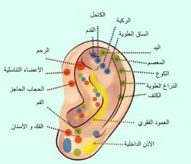 لكل نقطة في أذنك علاقة بصحتك.. دلكها لحل مشاكلك الصحية