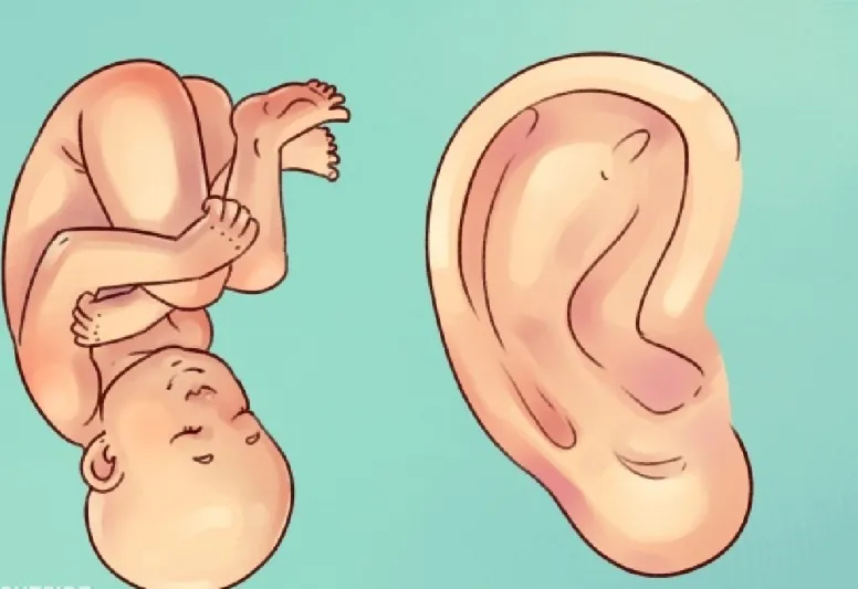 لكل نقطة في أذنك علاقة بصحتك.. دلكها لحل مشاكلك الصحية