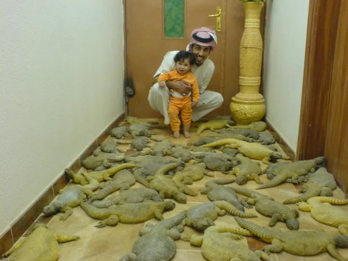 فيديو| شبان يصطادون كمية كبيرة من الـ ضبان ويطلقوها في غرفتهم!