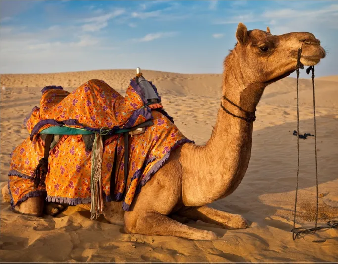 فيديو| مليوني حبة كبتاجون تتسبب في نحر ناقة