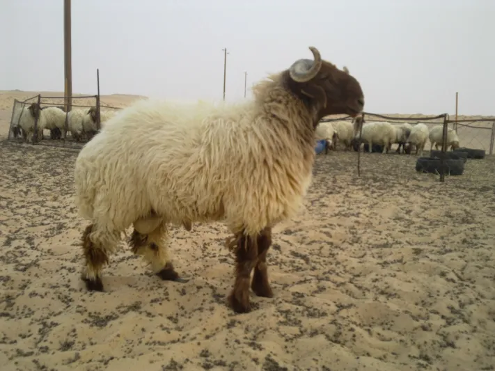 فيديو| ضبط يشتري الغنم المريضة ويطبخها