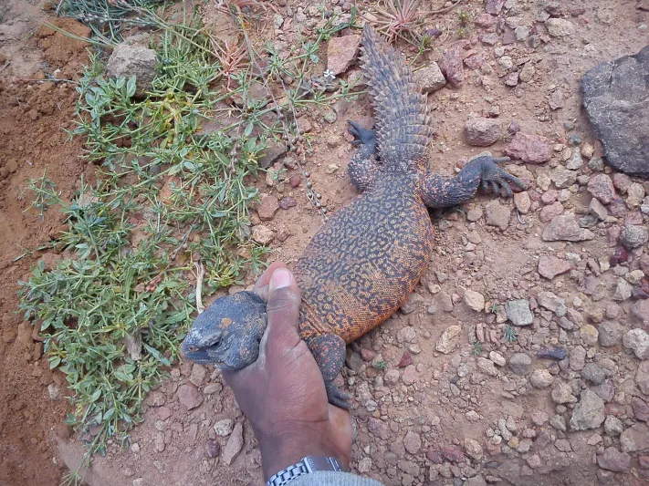 فيديو| فلبيني يصيد ضب بطريقه مدهشه