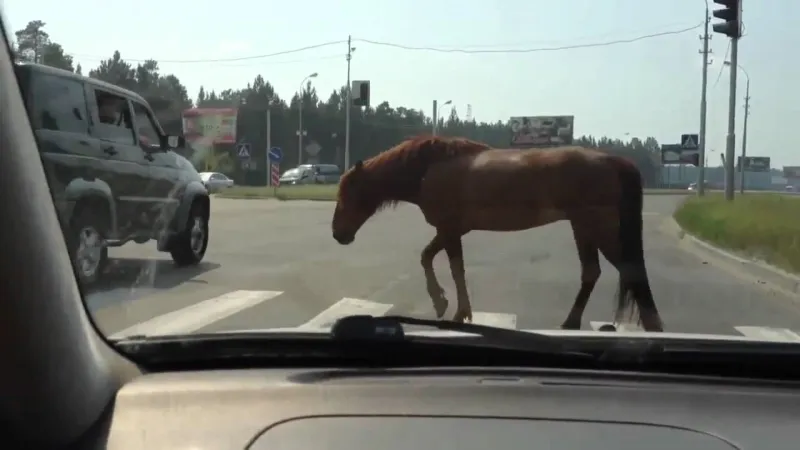فيديو| «حصان» يربك حركة السير ويستنفر المرور في السعودية