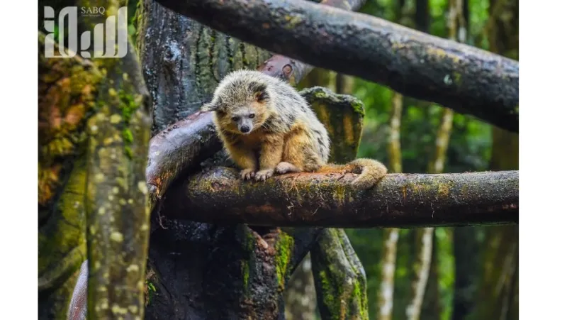 تمان سفاري أكبر سفاري في جنوب شرق آسيا  والتي ينطلق إليها 60 ألف طفل سعودي سنويًا 