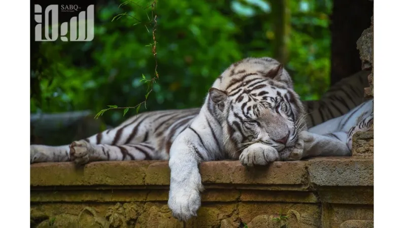 تمان سفاري أكبر سفاري في جنوب شرق آسيا  والتي ينطلق إليها 60 ألف طفل سعودي سنويًا 