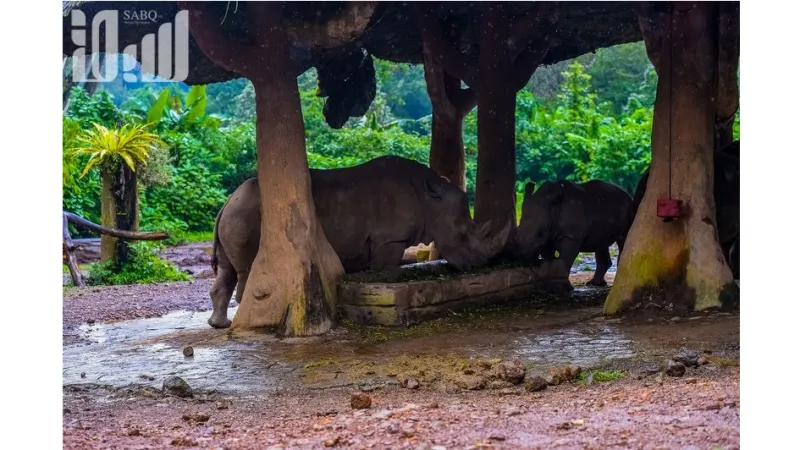 تمان سفاري أكبر سفاري في جنوب شرق آسيا  والتي ينطلق إليها 60 ألف طفل سعودي سنويًا 