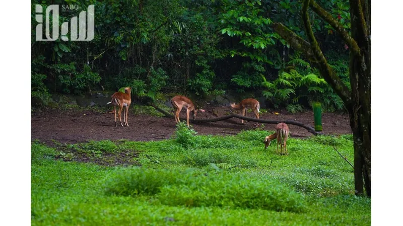 تمان سفاري أكبر سفاري في جنوب شرق آسيا  والتي ينطلق إليها 60 ألف طفل سعودي سنويًا 