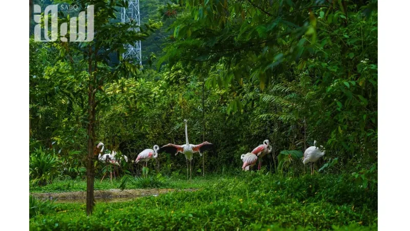 تمان سفاري أكبر سفاري في جنوب شرق آسيا  والتي ينطلق إليها 60 ألف طفل سعودي سنويًا 