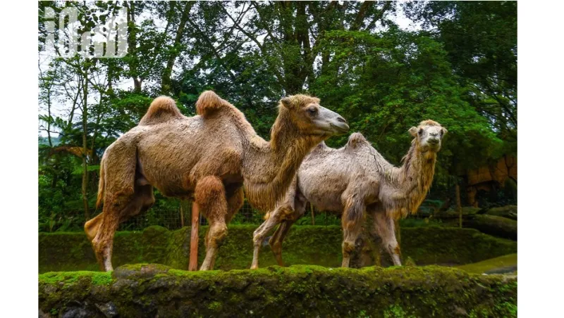 تمان سفاري أكبر سفاري في جنوب شرق آسيا  والتي ينطلق إليها 60 ألف طفل سعودي سنويًا 