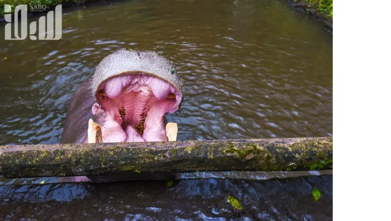 تمان سفاري أكبر سفاري في جنوب شرق آسيا  والتي ينطلق إليها 60 ألف طفل سعودي سنويًا 