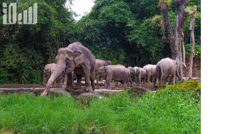 تمان سفاري أكبر سفاري في جنوب شرق آسيا  والتي ينطلق إليها 60 ألف طفل سعودي سنويًا 