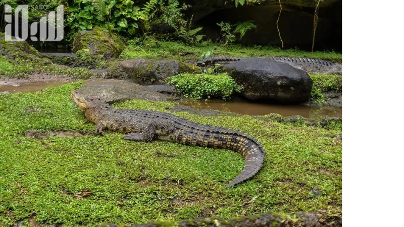 تمان سفاري أكبر سفاري في جنوب شرق آسيا  والتي ينطلق إليها 60 ألف طفل سعودي سنويًا 