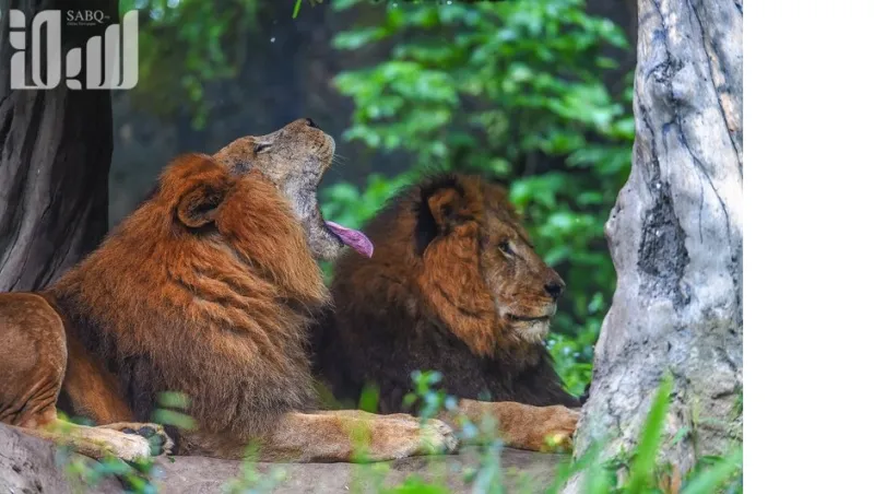 تمان سفاري أكبر سفاري في جنوب شرق آسيا  والتي ينطلق إليها 60 ألف طفل سعودي سنويًا 