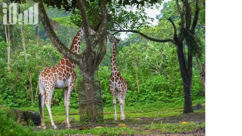 تمان سفاري أكبر سفاري في جنوب شرق آسيا  والتي ينطلق إليها 60 ألف طفل سعودي سنويًا 