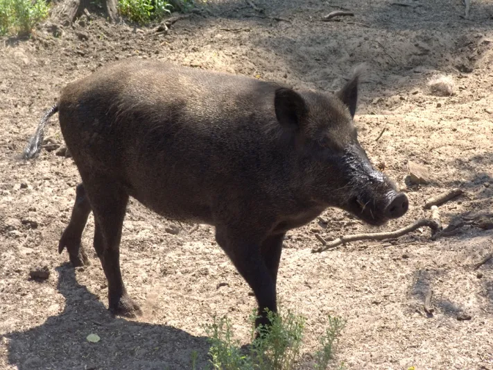 فيديو| خنزير بري محاط بضباع وتمساح.. شاهد ما حدث في المعركة