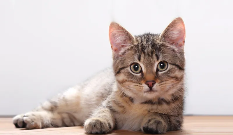 رجل كبير في السن يلاحق هراً على الهواء في برنامج طبخ