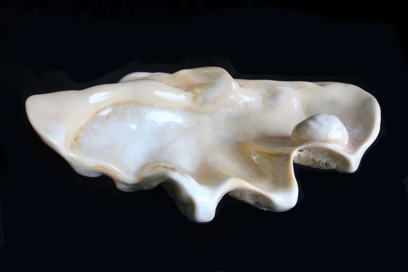 اكبر صدفة في العالم تصل دبي سبتمبر المقبل (صور)