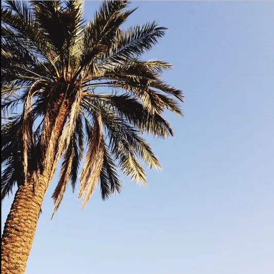 بالفيديو نخلة عملاقة تودي بحياة مذيعة شهيرة