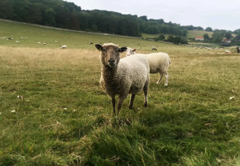 فيديو| رد فعل شبل النمر حين هاجمه خروف صغير