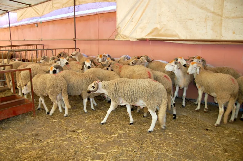 الاقتصاد: 700 إلى 2500 درهم سعر الأضحية