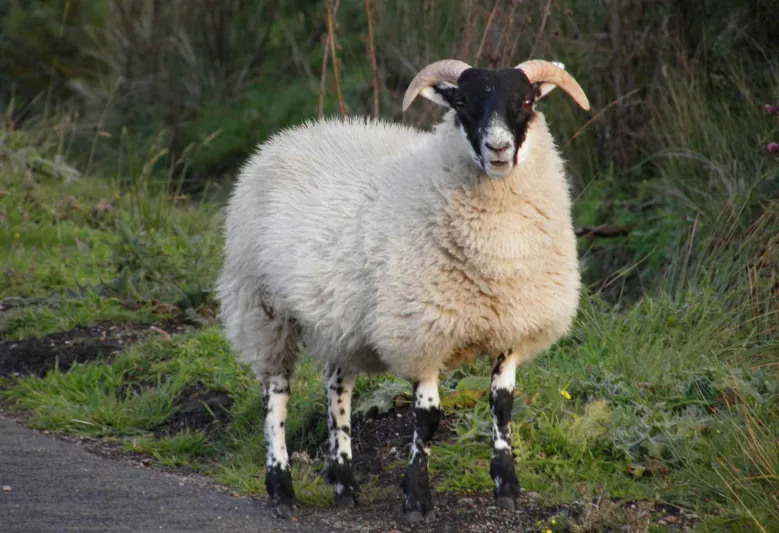 تعرف على حكم التصدق بثمن الأضحية بدلًا من ذبحها