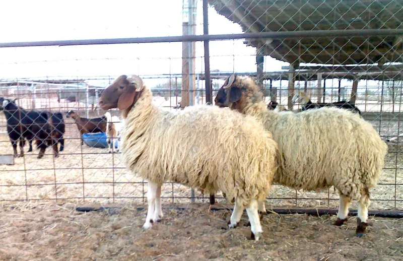 تحذير.. 12 حيلة يتبعها باعة الأغنام في العيد