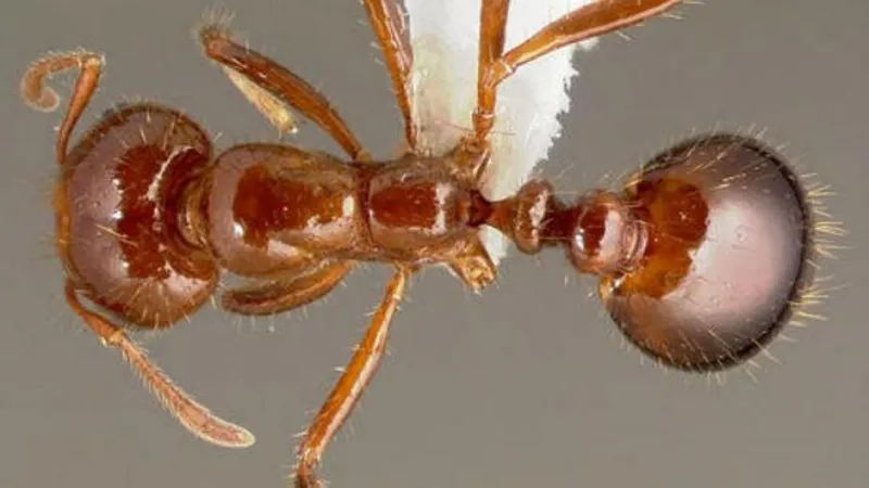 شاهد| مستعمرات نمل النارعائمة في هيوستن