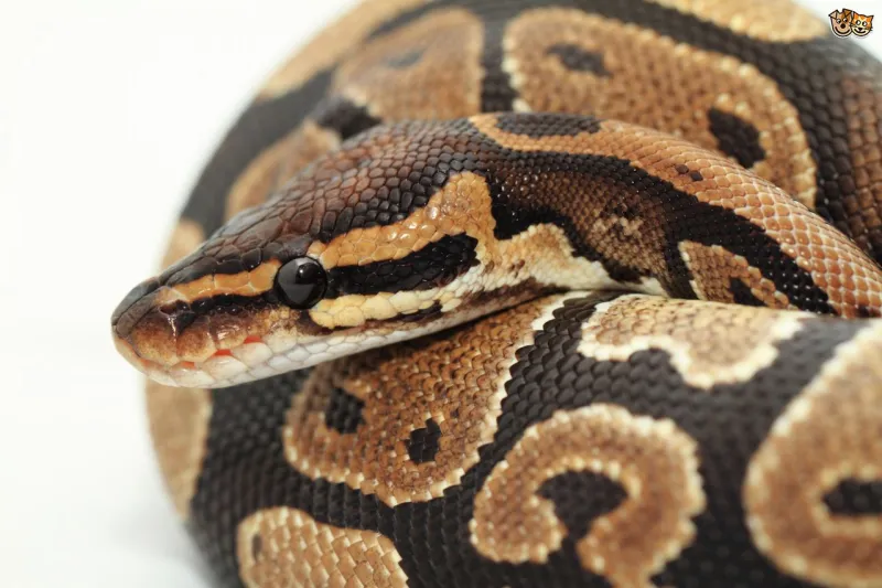 لن تصدق ..طفل يعثر على ثعبان ملكي  في دورة المياه في منزله(صور)