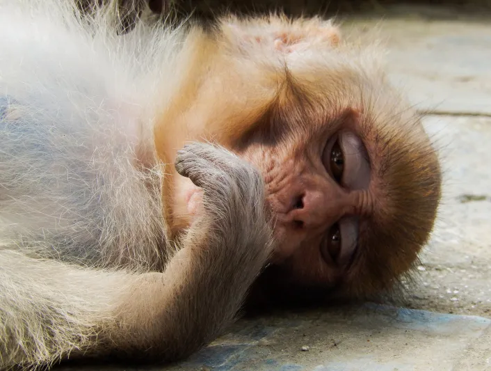 12 قردا ماتوا بالسكتة القلبية لـ خوفهم من نمر