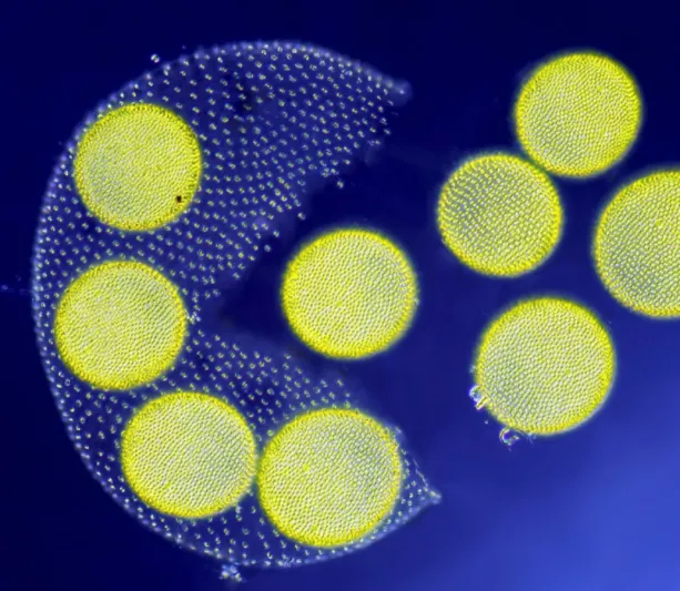 شاهد| أروع الصور المجهرية على الإطلاق