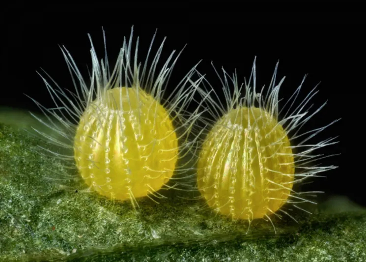 شاهد| أروع الصور المجهرية على الإطلاق