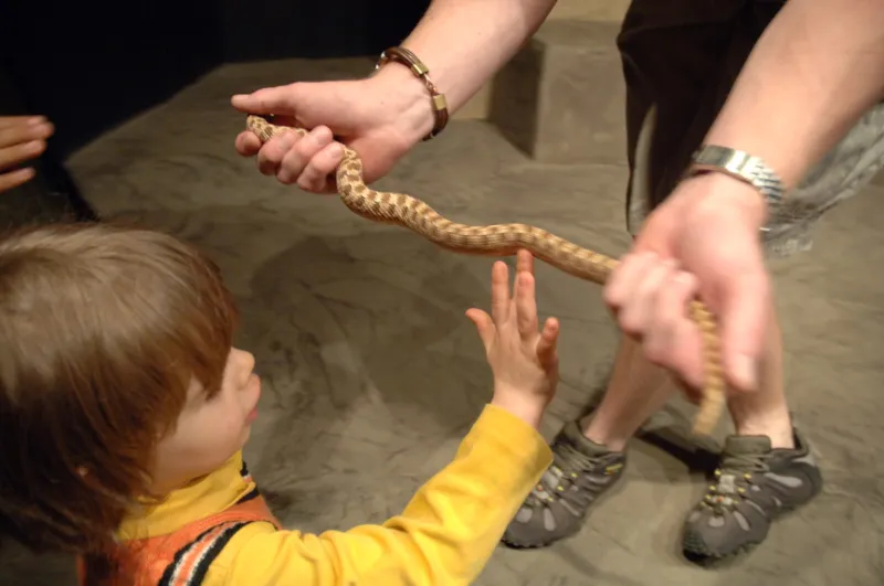 فيديو: مواطن يطلب من طفله عض ثعبان