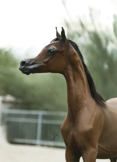  بعد واقعه « إل ري ماغنوم» هل سيعاد النظر في ملف تهجين الخيول العربية (فيديو)