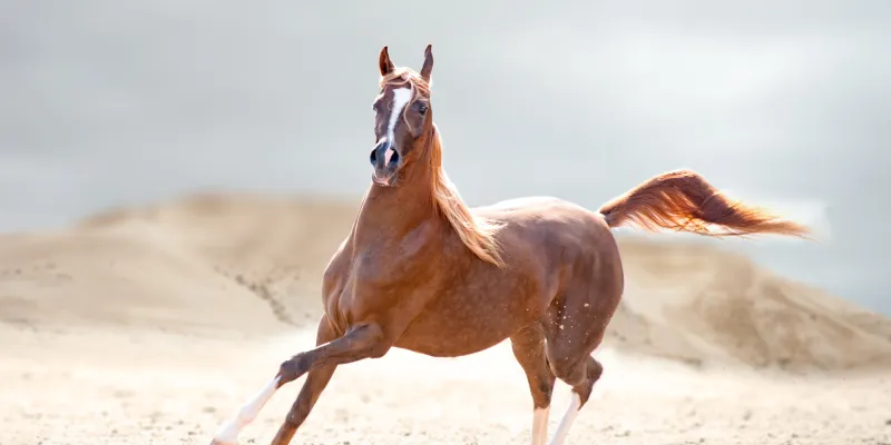  بعد واقعه « إل ري ماغنوم» هل سيعاد النظر في ملف تهجين الخيول العربية (فيديو)