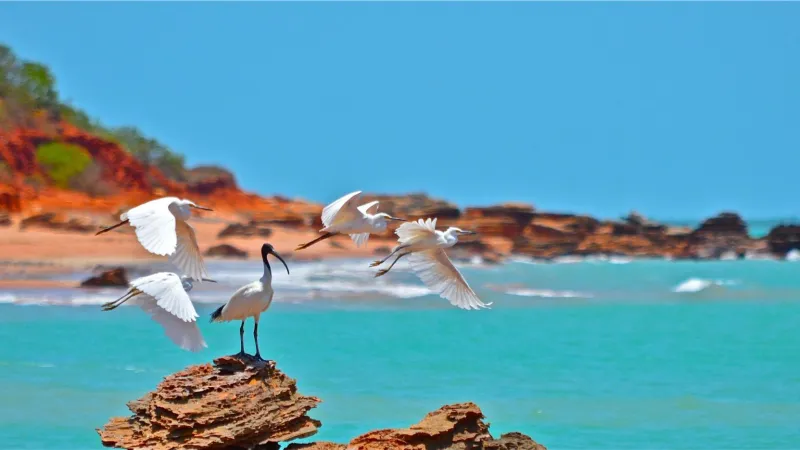 بروم.. تعرف علي عاصمة اللؤلؤ التى تجذب ملايين الغواصين