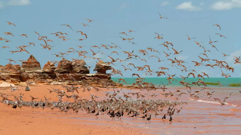 بروم.. تعرف علي عاصمة اللؤلؤ التى تجذب ملايين الغواصين