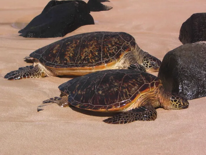 شاهد| نفوق 400 سلحفاة بحرية في السلفادور