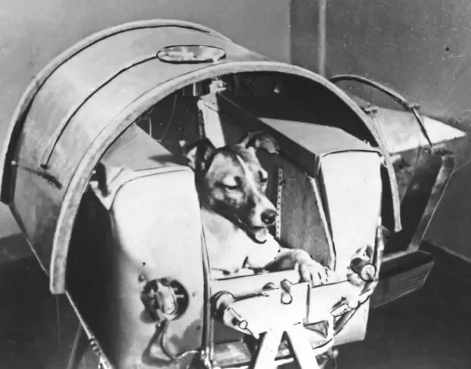 ما السر وراء إرسال  الكلبة الضالة «لايكا» للفضاء ولم يتم اختيار كلب أصيل؟